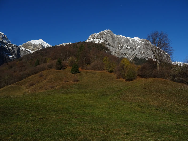 Ursus arctos.....l''habitat